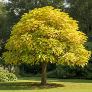 Catalpa Bignonioides Aurea | Golden Indian Bean Tree | 60-90cm Plant in 5L Pot